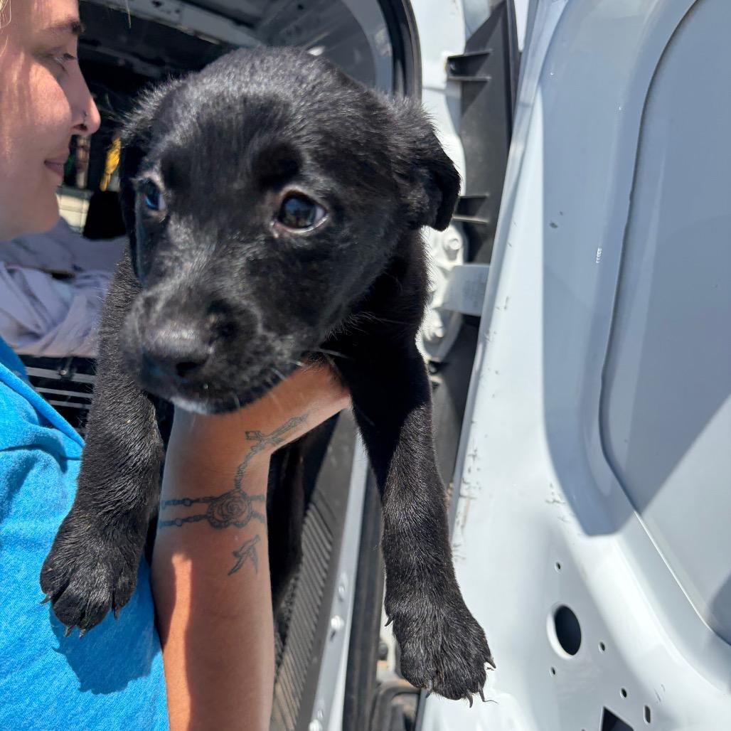 Enlarge Solstice, a Adoptable mixed breed in Bernalillo, NM image 3/4