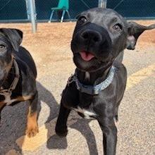 Enlarge Solstice, a Adoptable mixed breed in Bernalillo, NM image 4/4