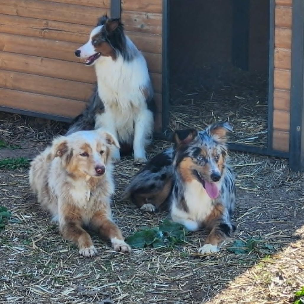 Enlarge Carina, a Adoptable Australian Shepherd in Ada, MN image 1/3