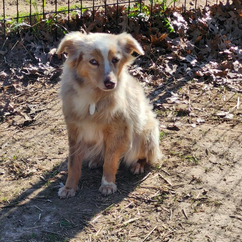 Enlarge Carina, a Adoptable Australian Shepherd in Ada, MN image 2/3