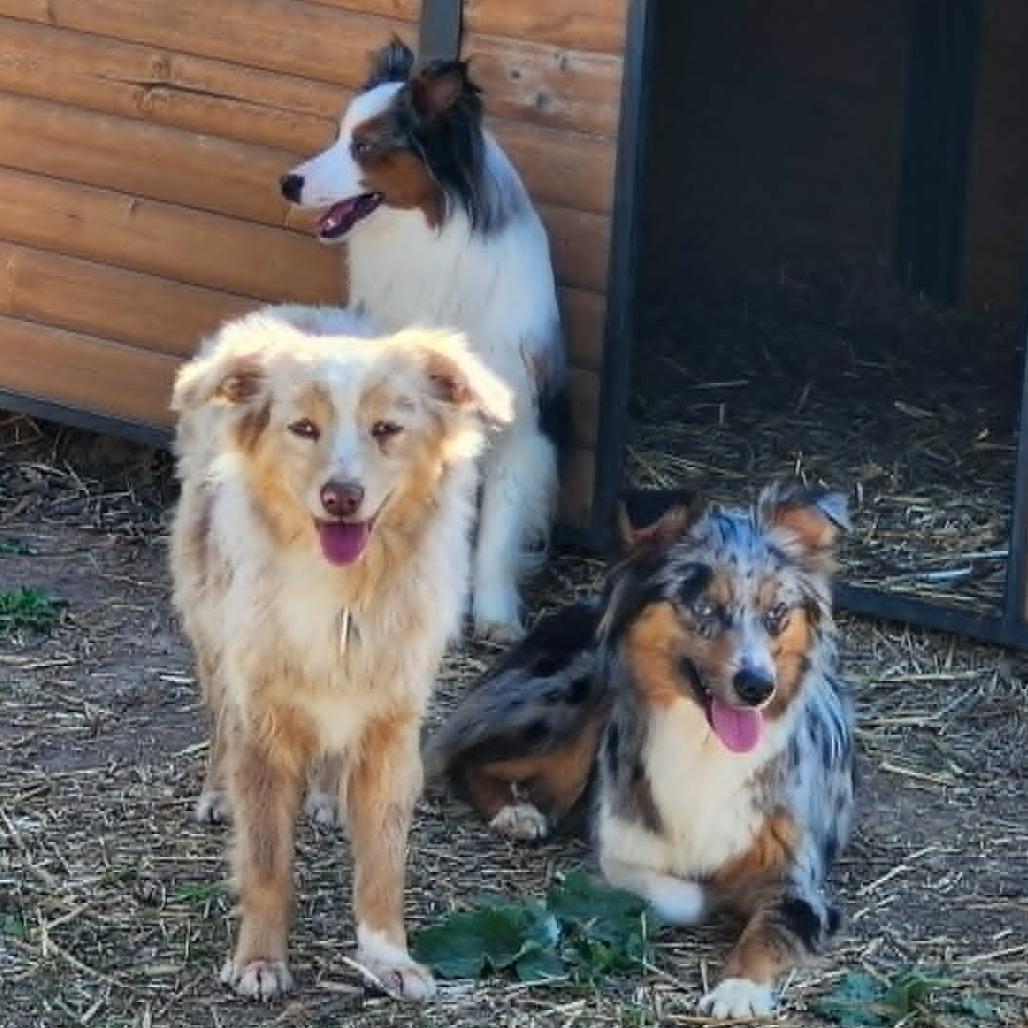 Enlarge Carina, a Adoptable Australian Shepherd in Ada, MN image 3/3