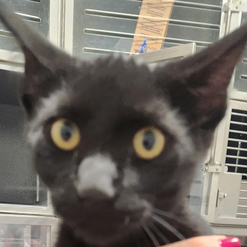 Jay, Adoptable, Kitten Male Domestic Short Hair.