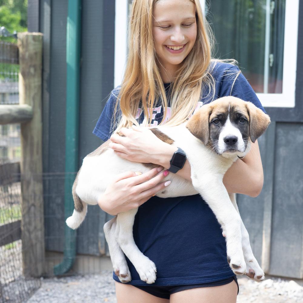 Enlarge Scrabble (Male), a Adoptable mixed breed in West Grove, PA image 5/5
