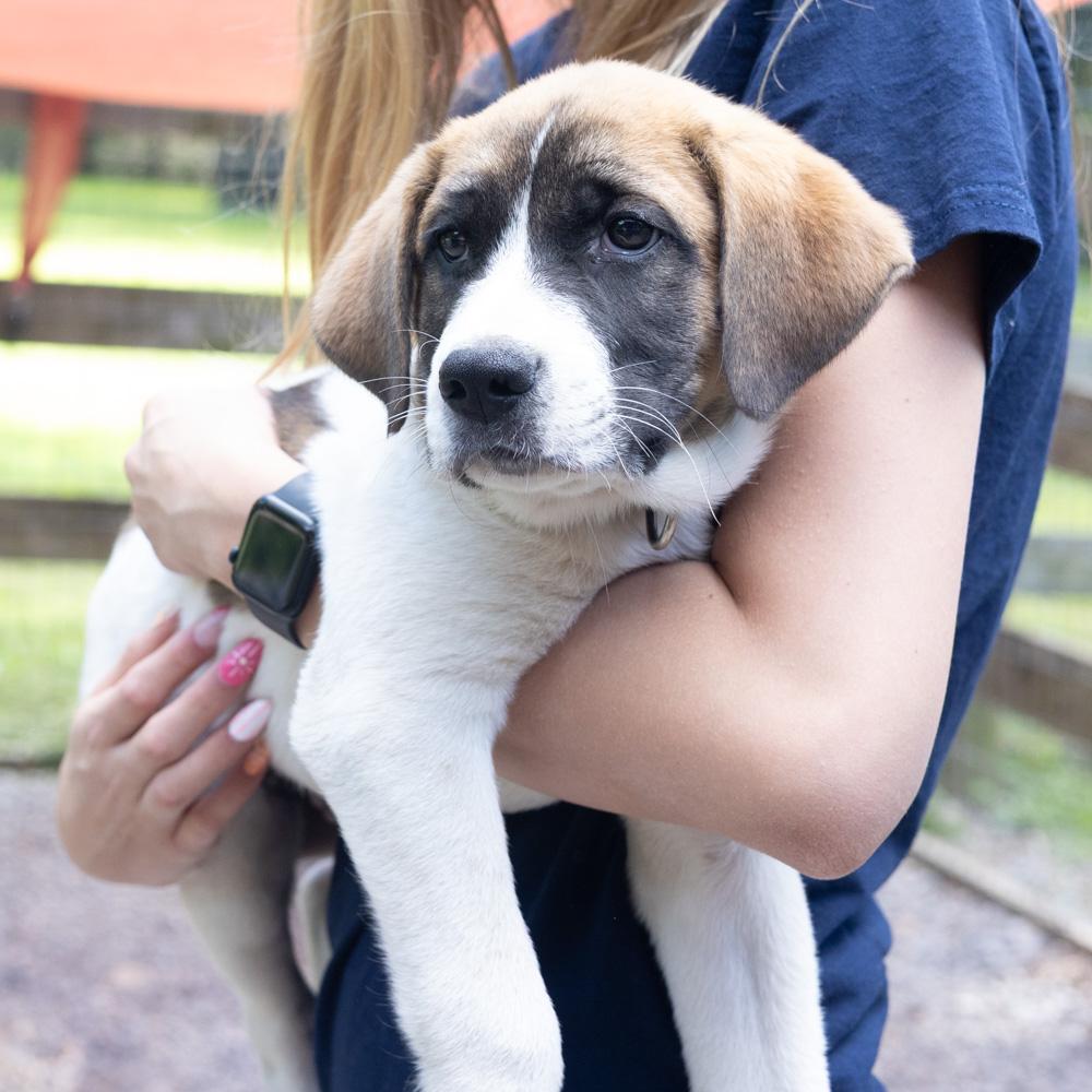 Enlarge Scrabble (Male), a Adoptable mixed breed in West Grove, PA image 1/5