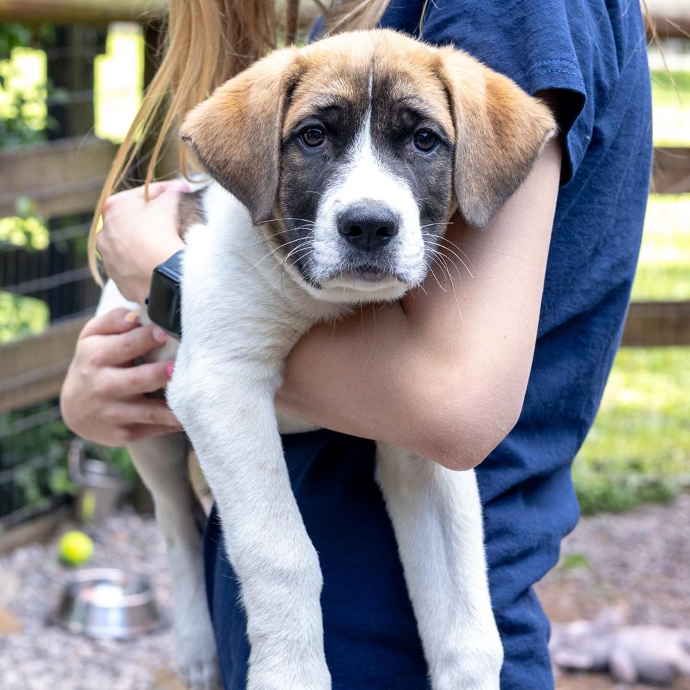 Enlarge Scrabble (Male), a Adoptable mixed breed in West Grove, PA image 2/5