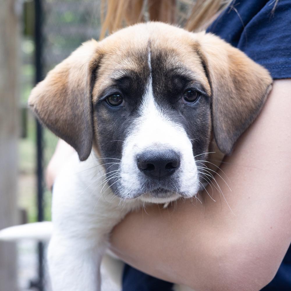Enlarge Scrabble (Male), a Adoptable mixed breed in West Grove, PA image 4/5