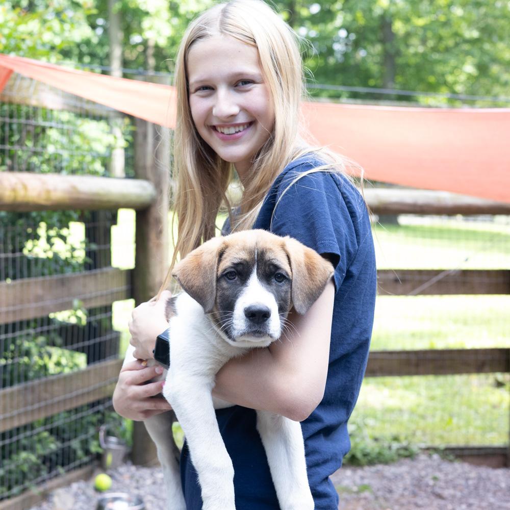 Enlarge Scrabble (Male), a Adoptable mixed breed in West Grove, PA image 3/5