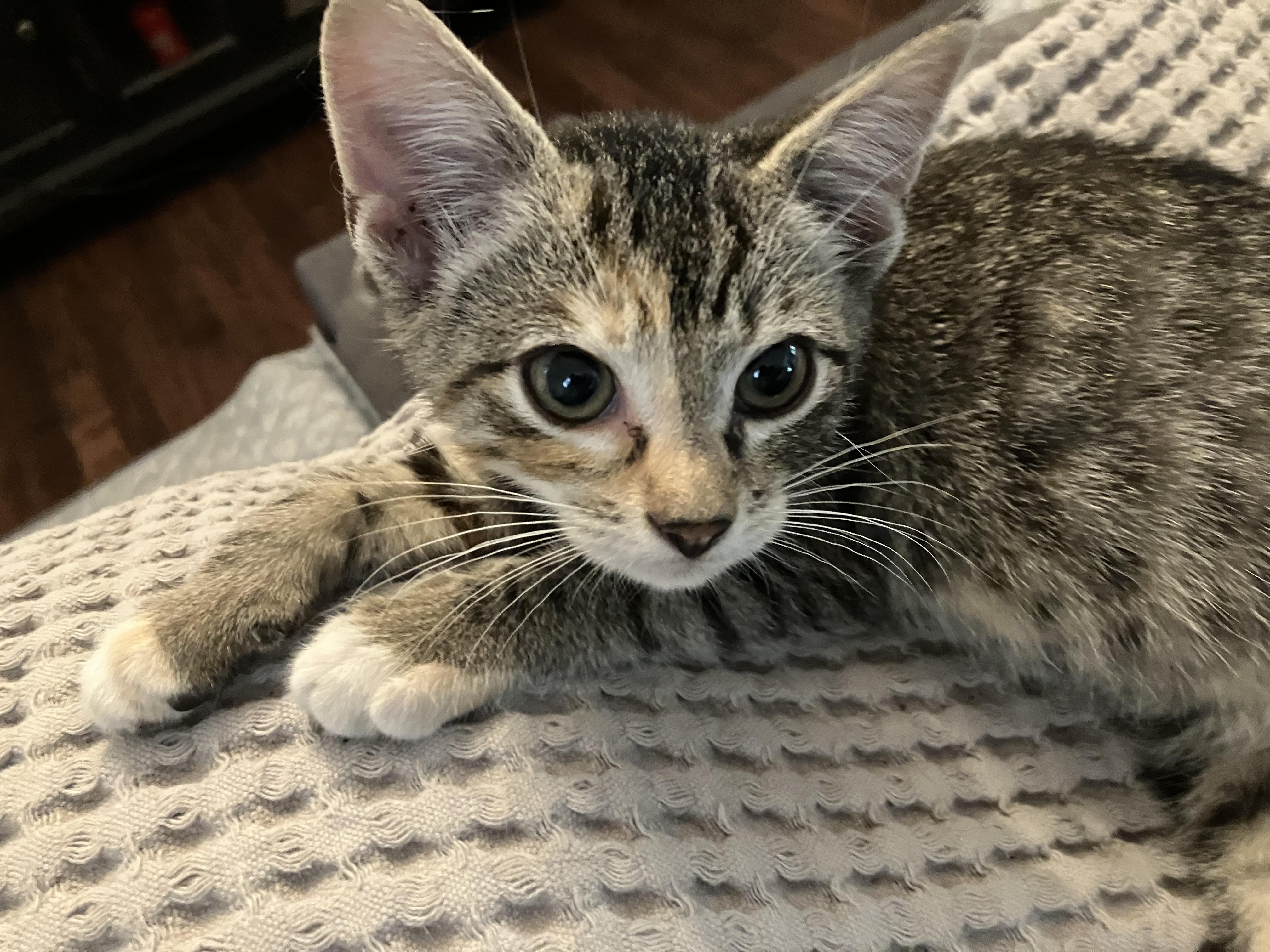 Enlarge Peaches, a ADOPTABLE mixed breed in Jacksonville, FL image 2/2