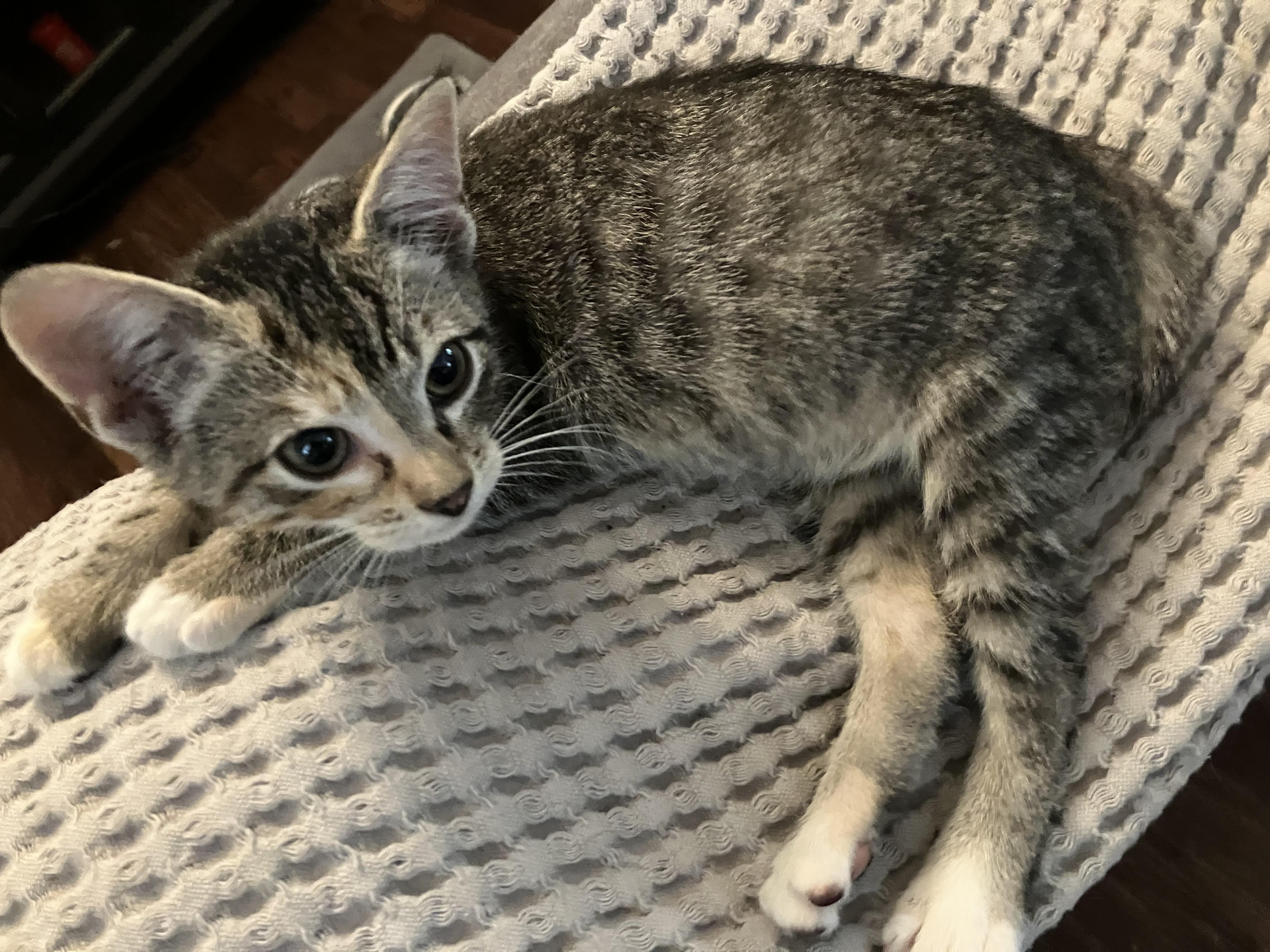 Enlarge Peaches, a ADOPTABLE mixed breed in Jacksonville, FL image 1/2