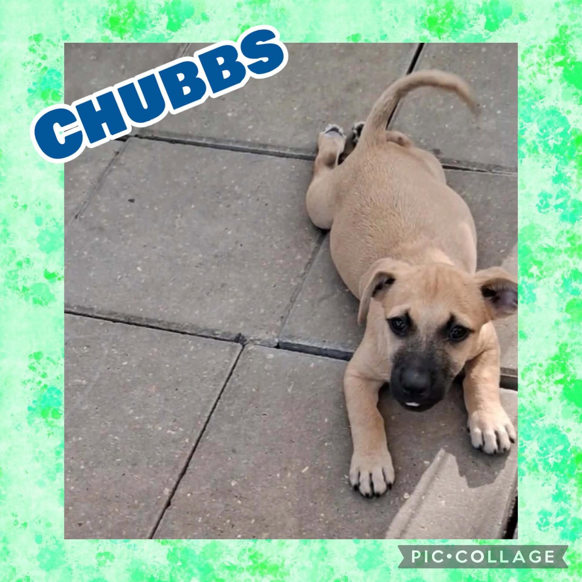 Enlarge Chubbs, a Adoptable mixed breed in Ringwood, NJ image 2/2