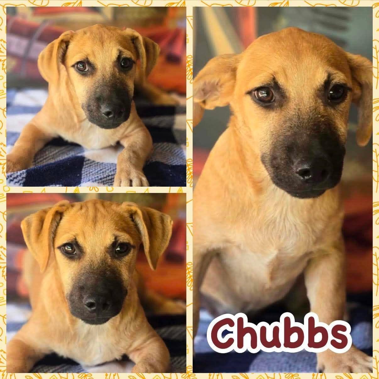 Enlarge Chubbs, a Adoptable mixed breed in Ringwood, NJ image 1/2