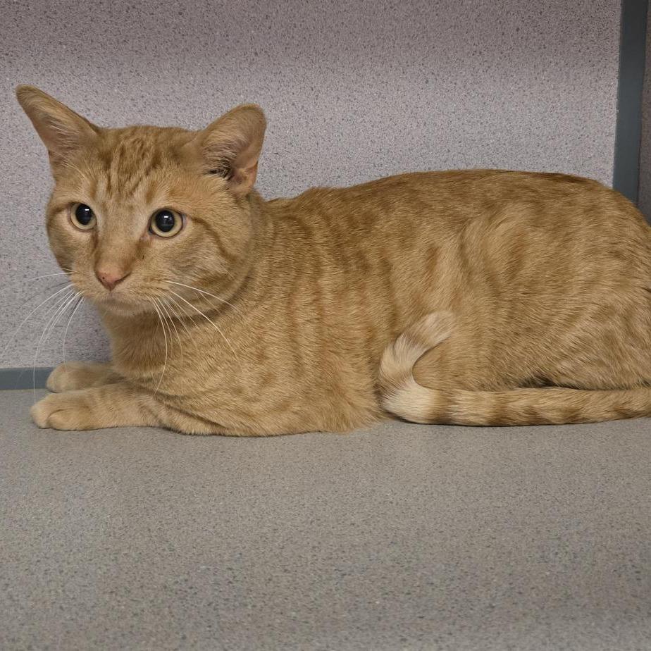 Creamsicle, Adoptable, Adult Male Domestic Short Hair.