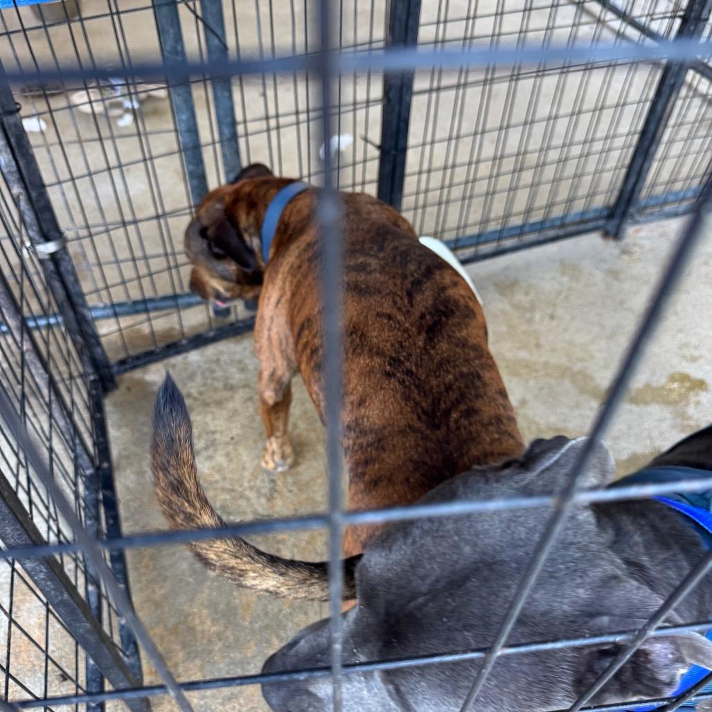 Enlarge Zara Lynn, a Adoptable Mixed Breed in Lake Jackson, TX image 1/2