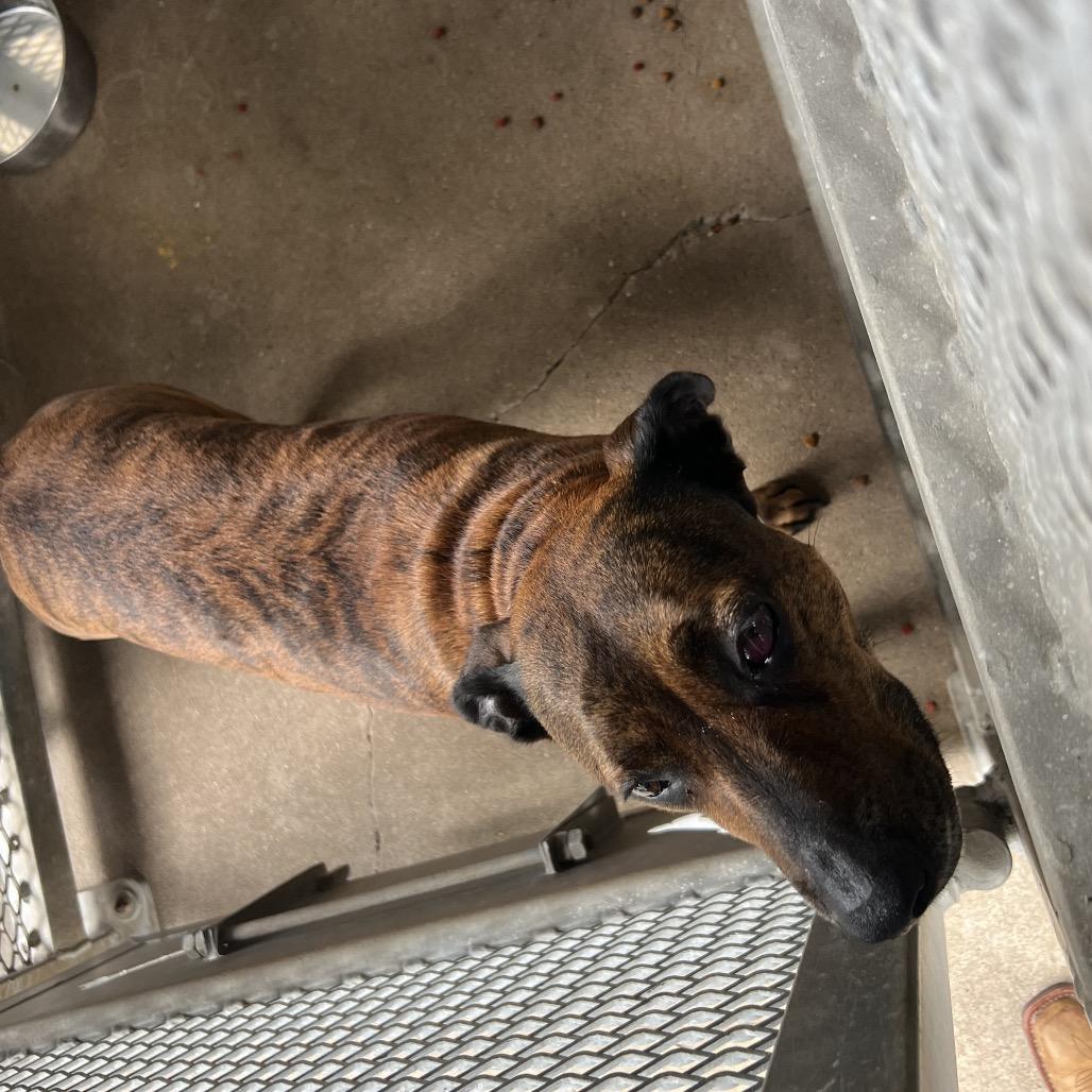 Enlarge Zara Lynn, a Adoptable Mixed Breed in Lake Jackson, TX image 2/2