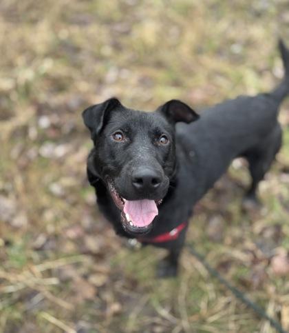 Froggy, Adoptable, Adult Male Labrador Retriever & Mixed Breed.