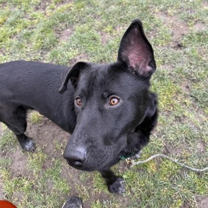 Enlarge Froggy, a Adoptable mixed breed in Burlington, WA image 2/3