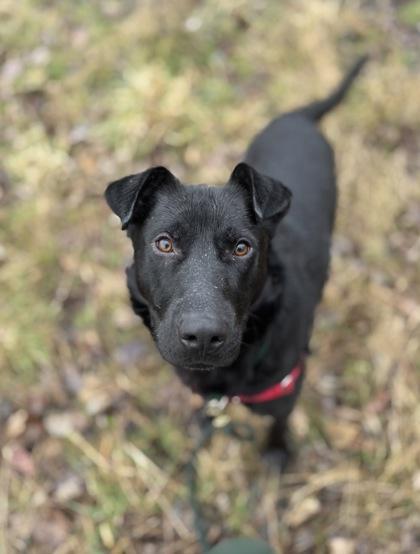 Enlarge Froggy, a Adoptable mixed breed in Burlington, WA image 3/3