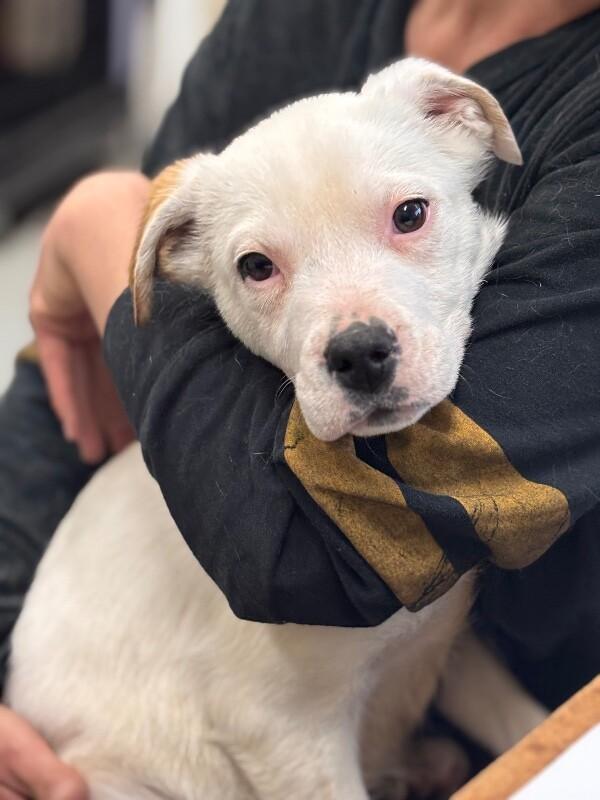 stormy, Adoptable, Young Female Siberian Husky & Pit Bull Terrier.
