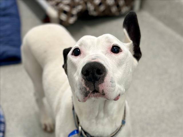 NICO, Adoptable, Adult Male Pit Bull Terrier.