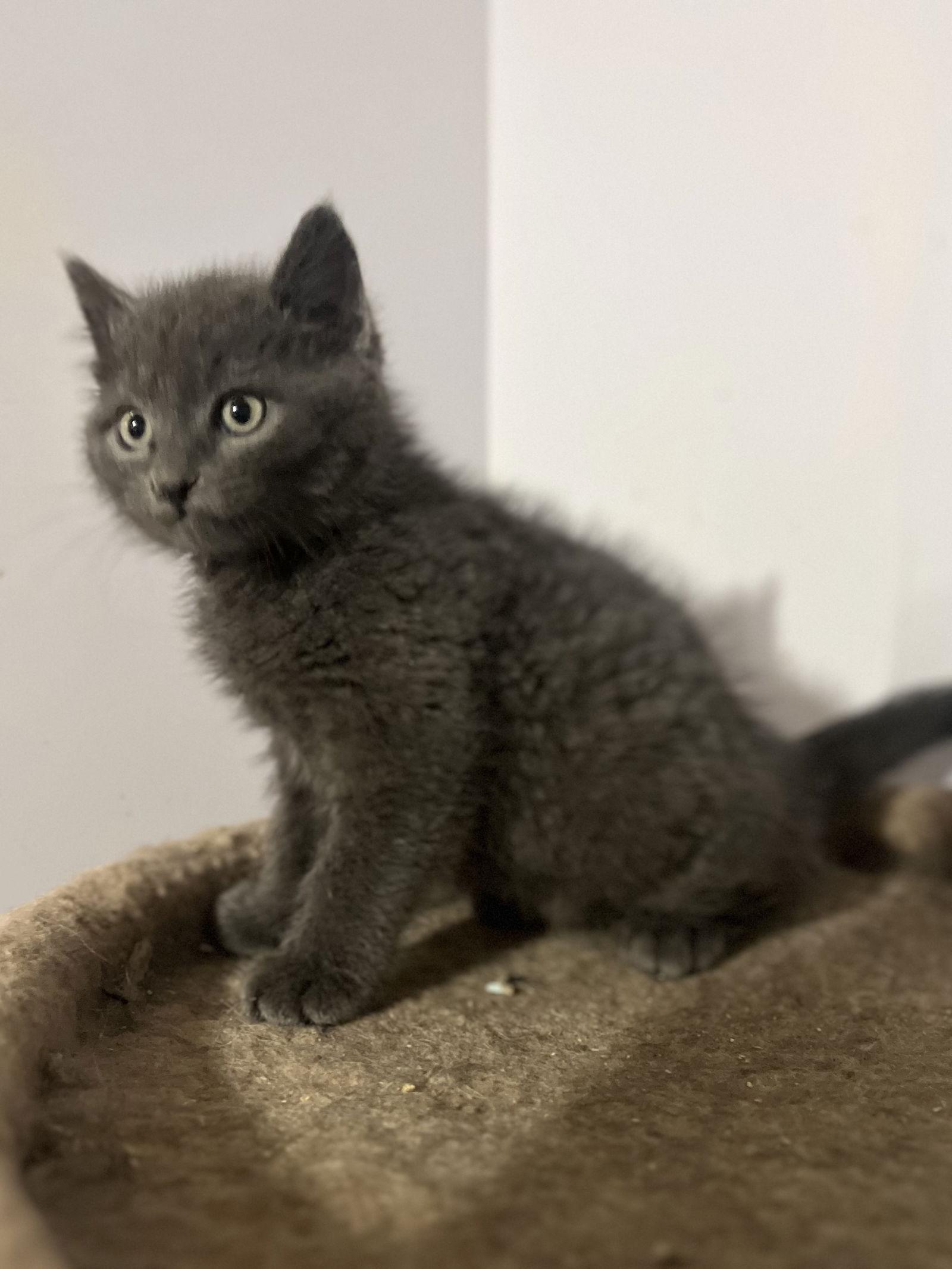 Enlarge Meeko, a Adopted mixed breed in Zimmerman, MN image 1/2