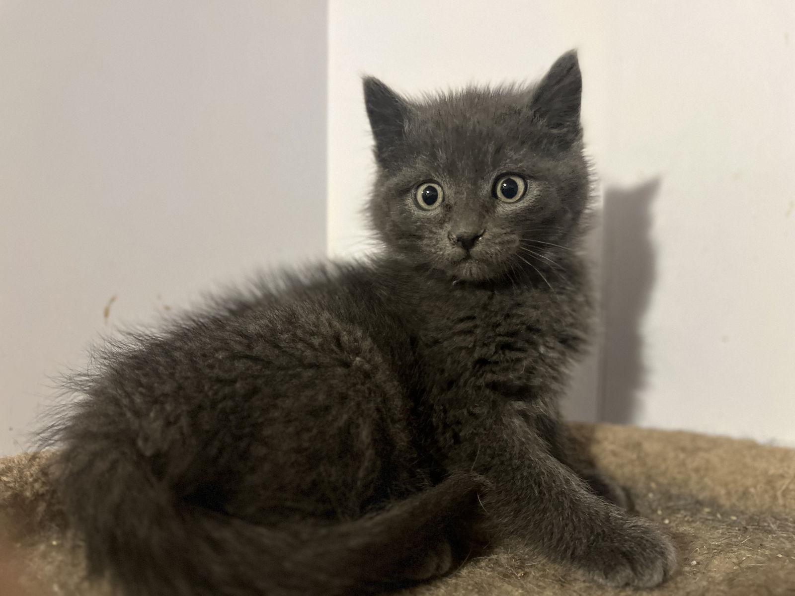 Enlarge Meeko, a Adopted mixed breed in Zimmerman, MN image 2/2