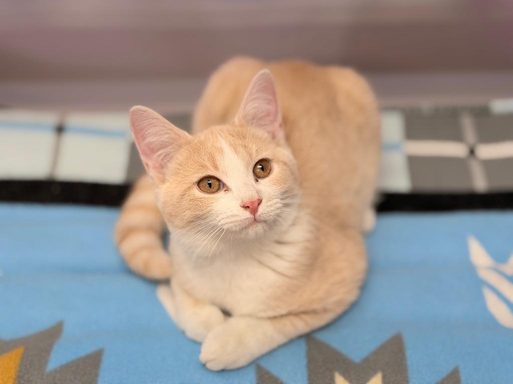 Laa-Laa (Frankie), Adopted, Kitten Male Domestic Short Hair.