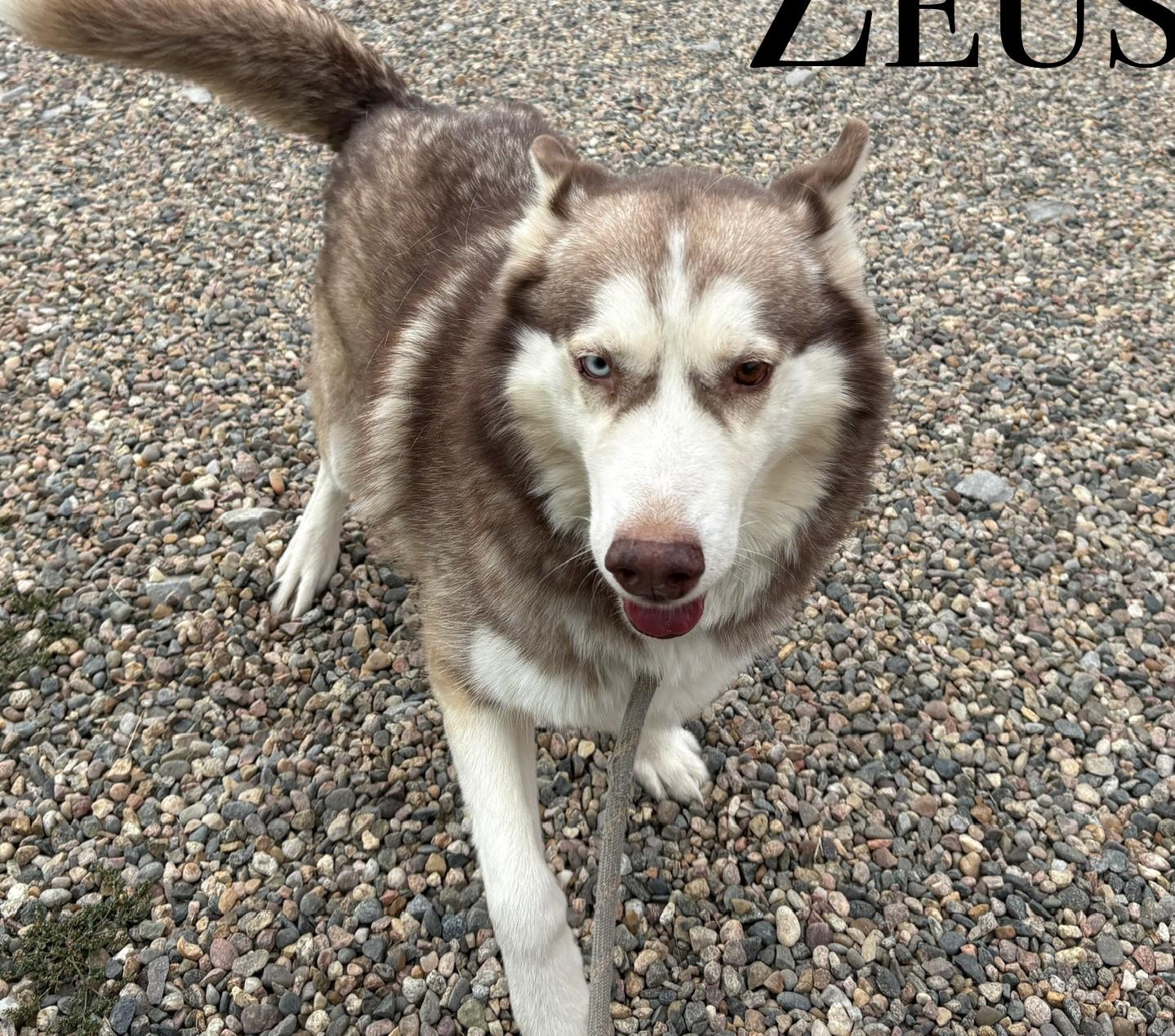 Zeus