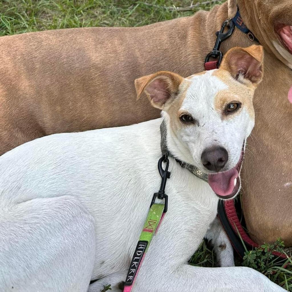 Spicey, Adoptable, Adult Male Chihuahua & Jack Russell Terrier.