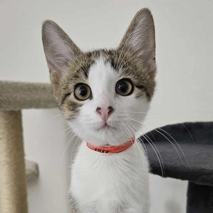 Enlarge Freddy Kruger, a ADOPTABLE mixed breed in The Colony, TX image 1/3