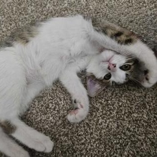 Enlarge Freddy Kruger, a ADOPTABLE mixed breed in The Colony, TX image 2/3