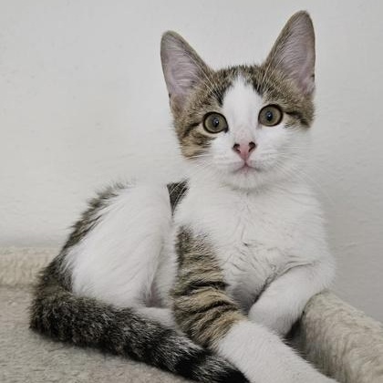 Enlarge Freddy Kruger, a ADOPTABLE mixed breed in The Colony, TX image 3/3