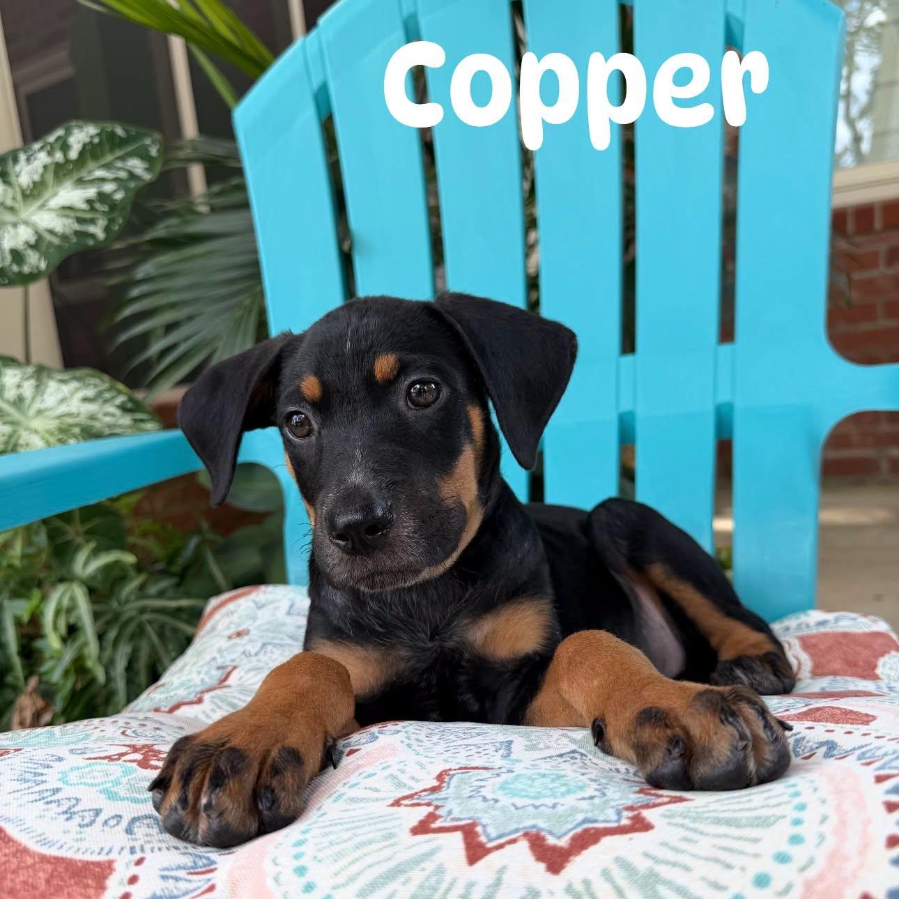 Copper, Adoptable, Young Male Hound.