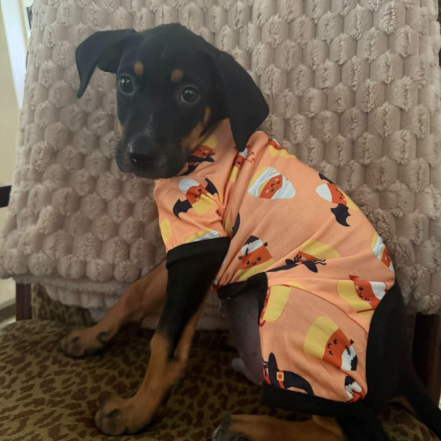 Enlarge Copper, a Adoptable mixed breed in Little Rock, AR image 2/5