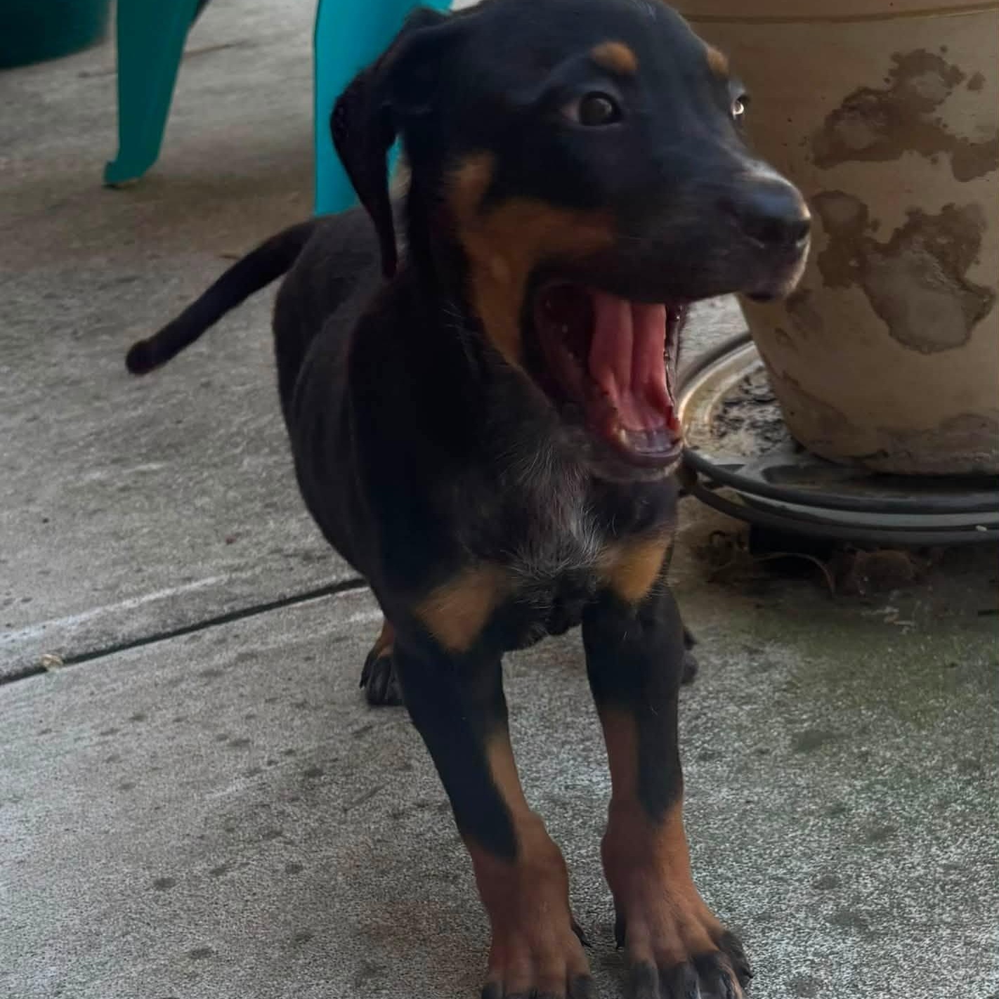 Enlarge Copper, a Adoptable mixed breed in Little Rock, AR image 3/5