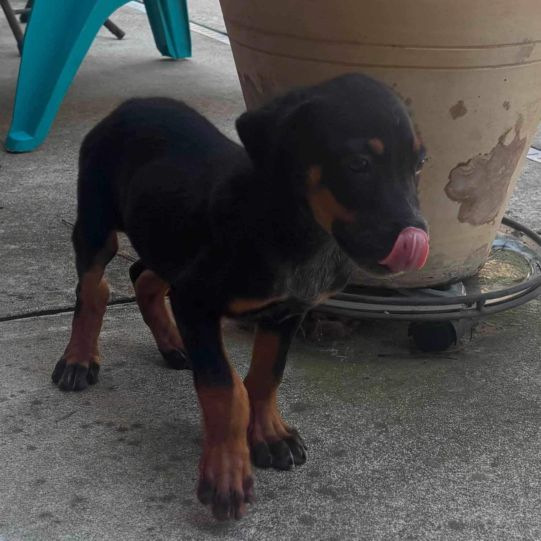 Enlarge Copper, a Adoptable mixed breed in Little Rock, AR image 5/5