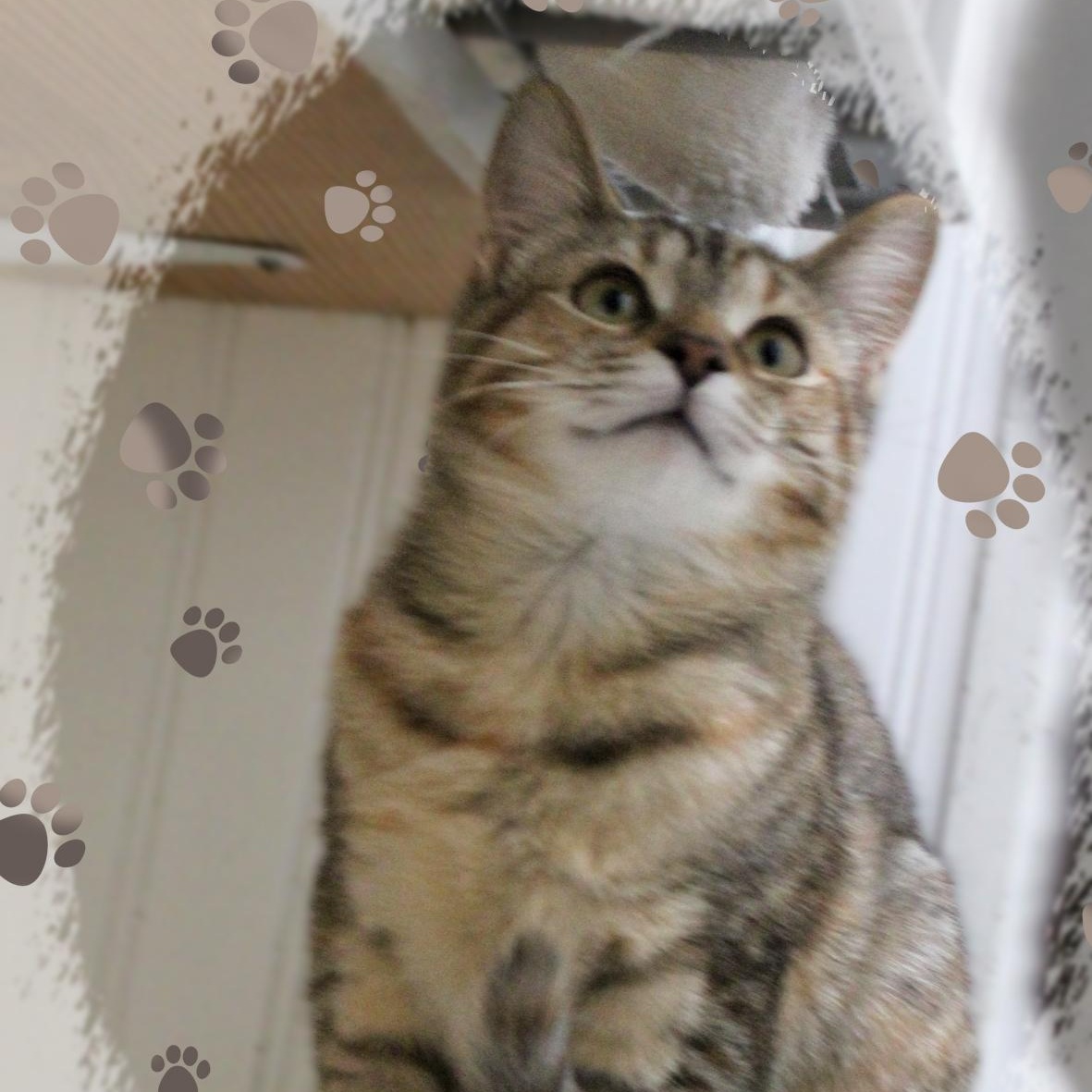 Violet, Adoptable, Kitten Female Dilute Tortoiseshell.