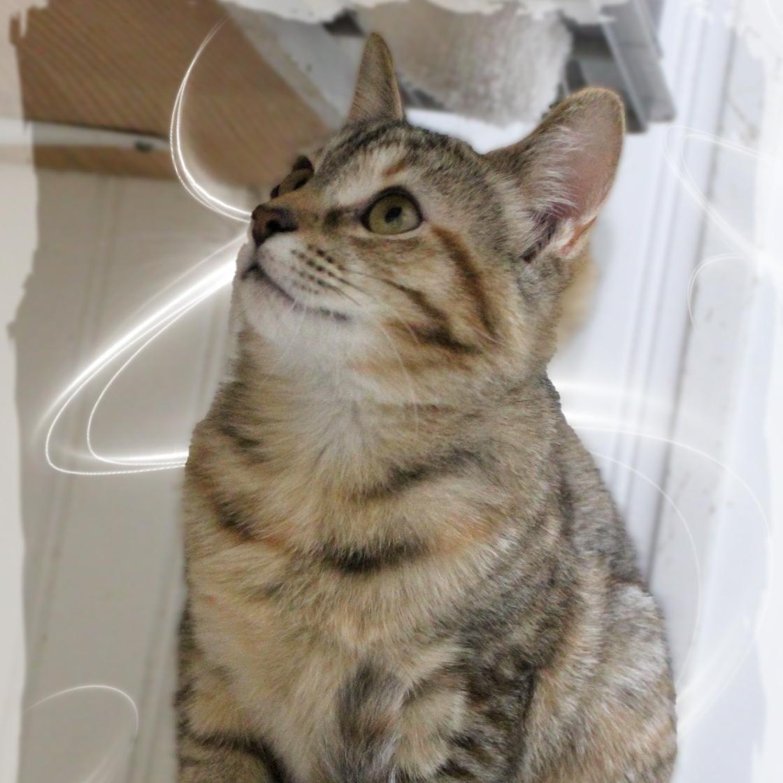 Violet, a Adoptable Dilute Tortoiseshell in Amelia, OH image 2/2