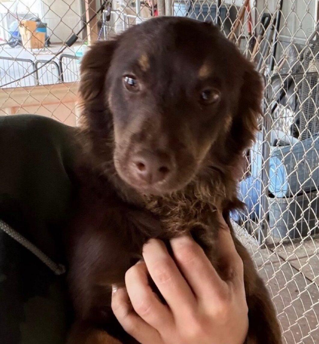 Enlarge Henry, an adopted mixed breed in De Pere, WI image 2/4