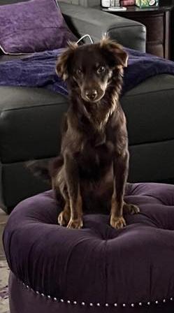 Enlarge Henry, an adopted mixed breed in De Pere, WI image 1/4