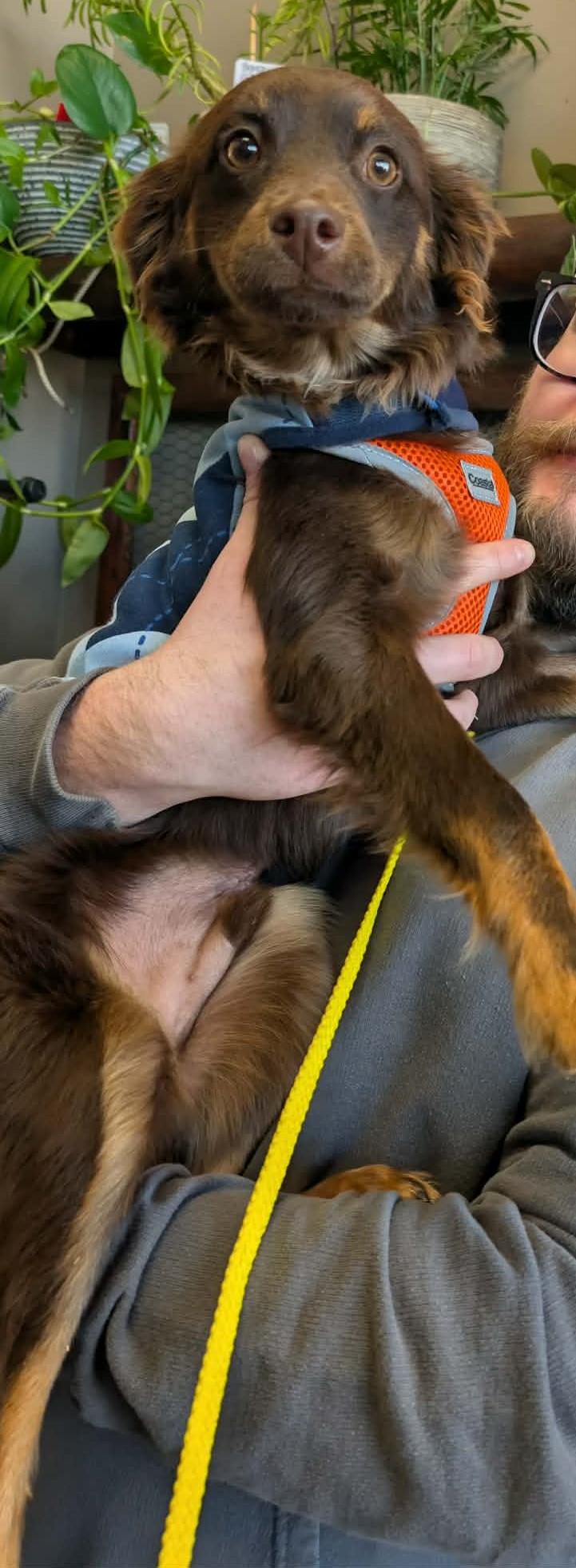 Enlarge Henry, an adopted mixed breed in De Pere, WI image 4/4