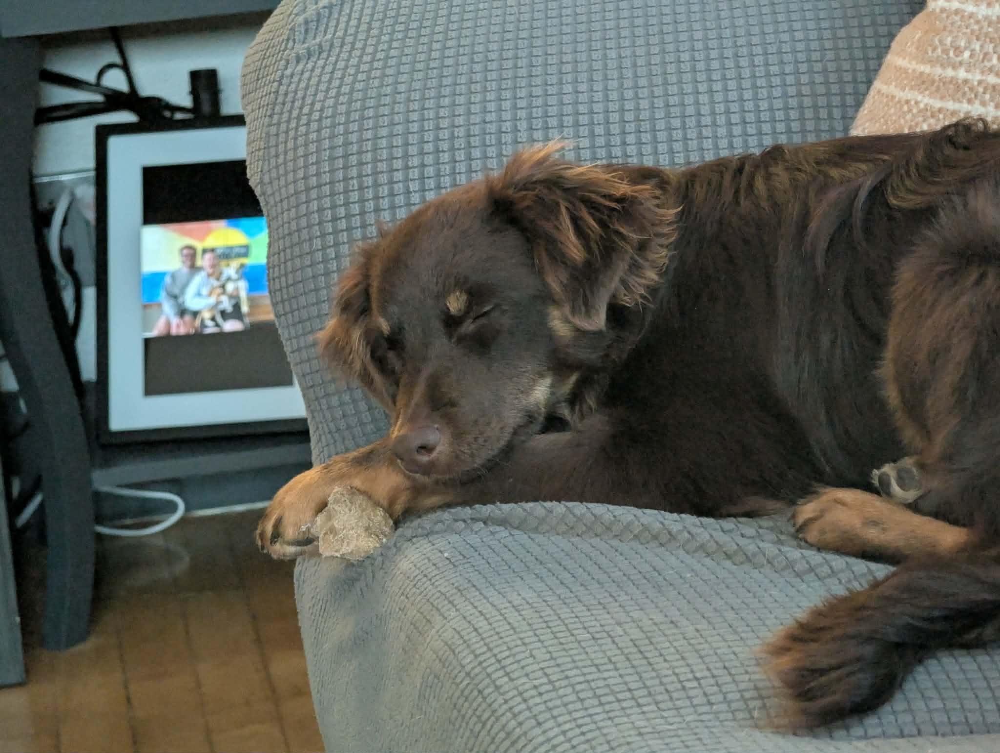 Enlarge Henry, an adopted mixed breed in De Pere, WI image 3/4