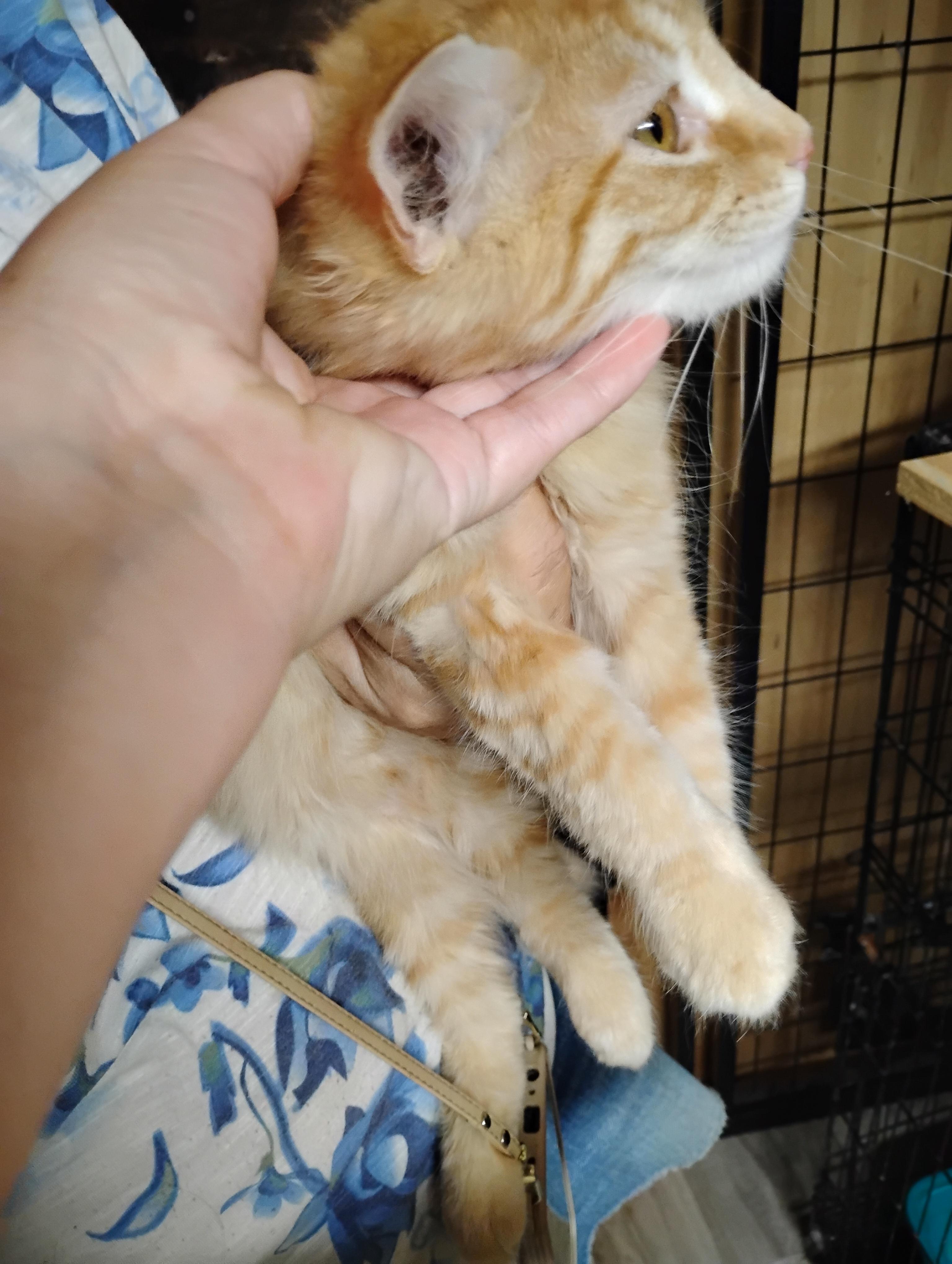 Enlarge King Author, a Adoptable Domestic Medium Hair in Glenville, WV image 2/2