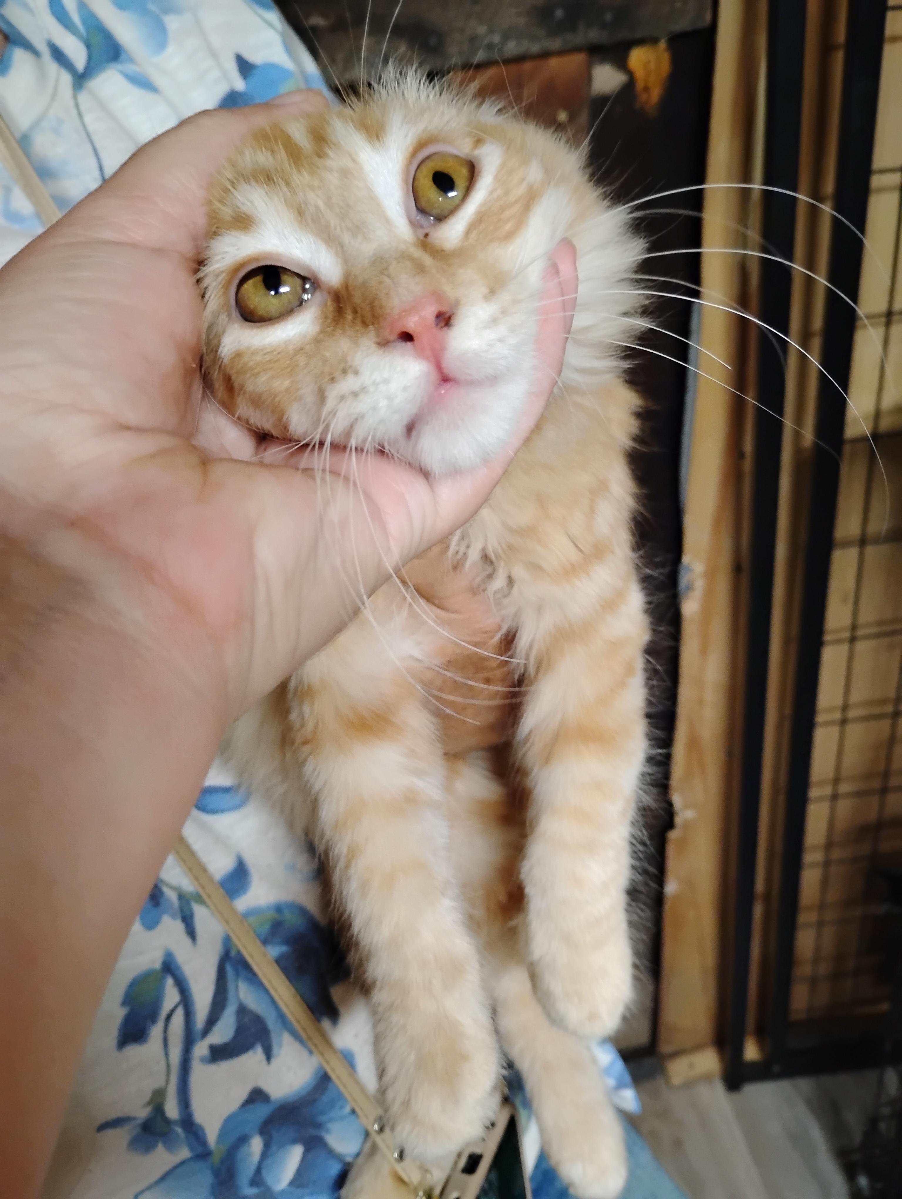 King Author, Adoptable, Kitten Male Domestic Medium Hair.