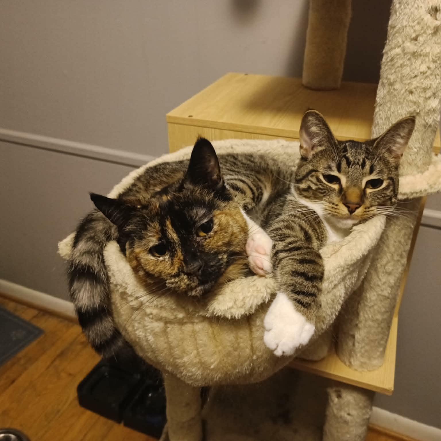 Enlarge Peridea, a Adoptable Domestic Short Hair in Royal Oak, MI image 3/5