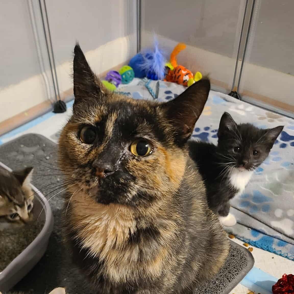 Enlarge Peridea, a Adoptable Domestic Short Hair in Royal Oak, MI image 1/5