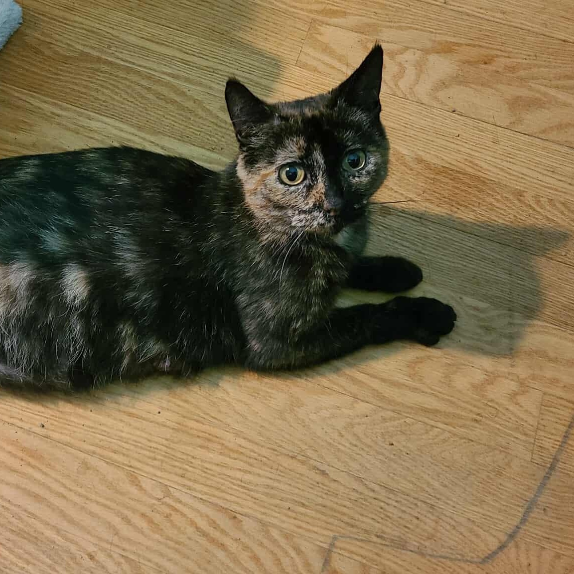 Enlarge Peridea, a Adoptable Domestic Short Hair in Royal Oak, MI image 4/5