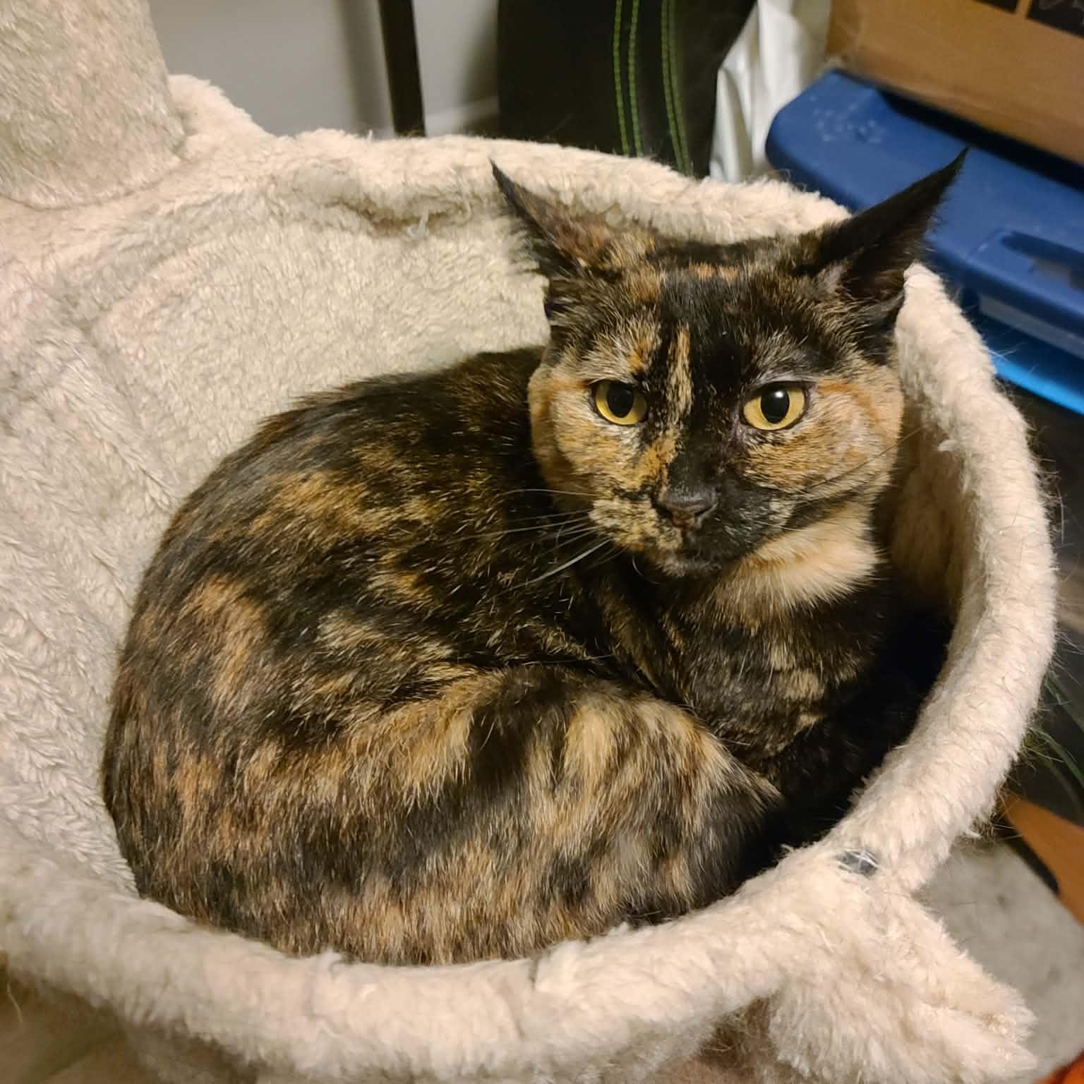 Enlarge Peridea, a Adoptable Domestic Short Hair in Royal Oak, MI image 5/5