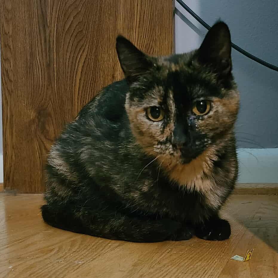 Enlarge Peridea, a Adoptable Domestic Short Hair in Royal Oak, MI image 2/5