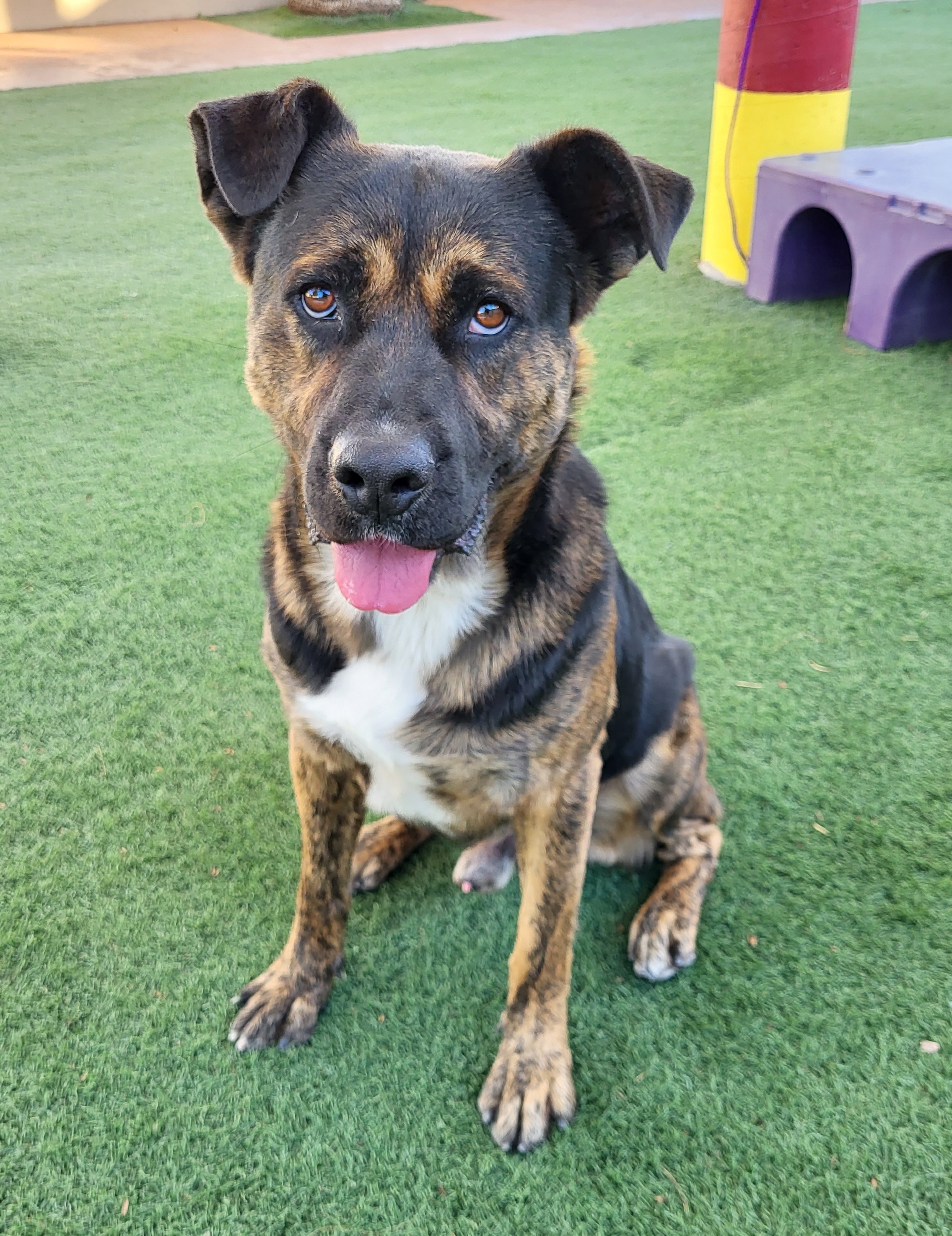 King, Adoptable, Young Male Staffordshire Bull Terrier & Pit Bull Terrier.