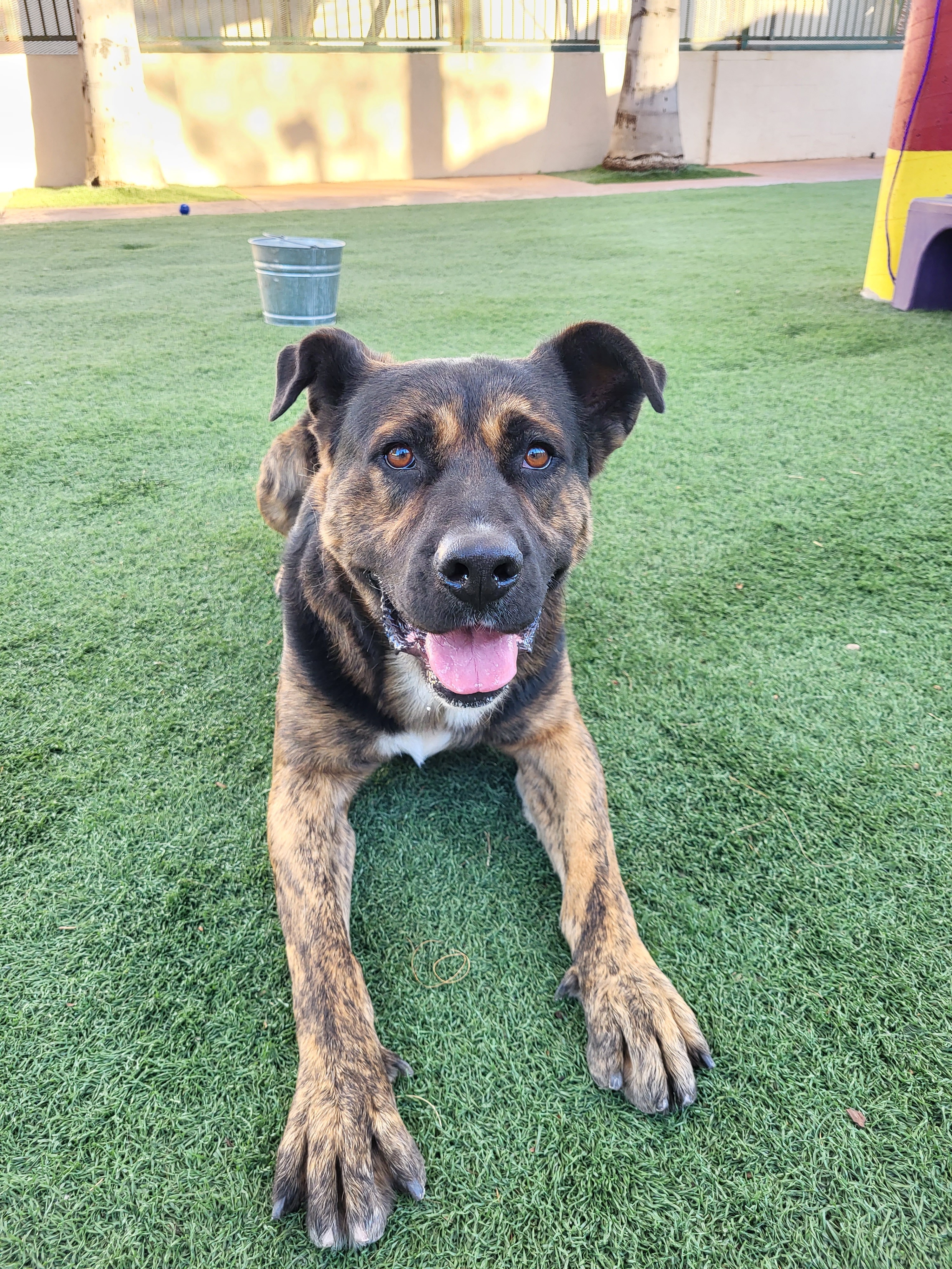 King, a Adoptable mixed breed in Brea, CA image 2/12